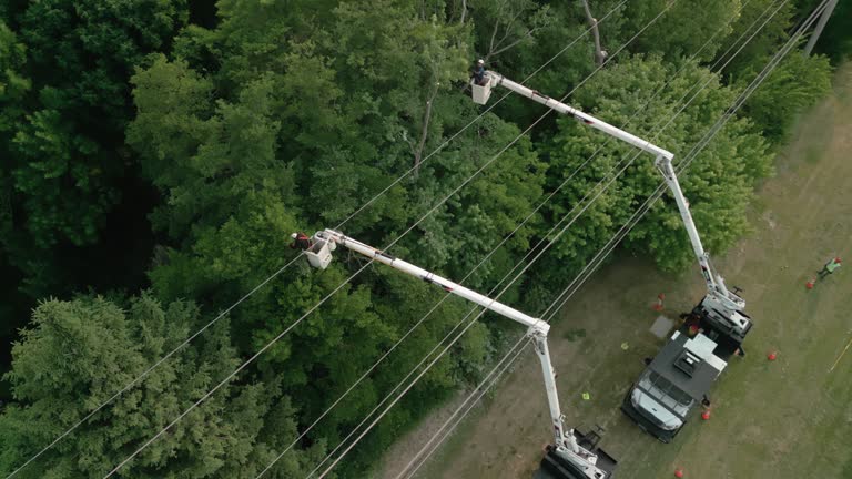 Best Fruit Tree Pruning  in Heflin, AL