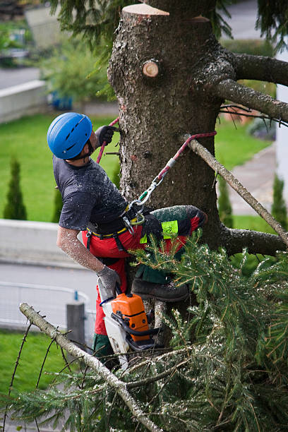 Heflin, AL Tree Removal Company