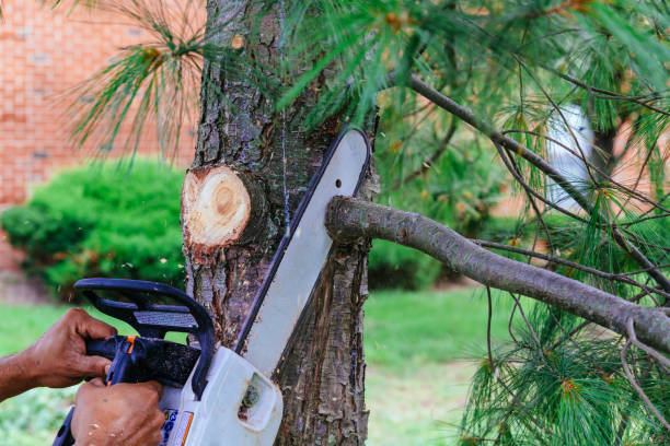 Best Tree Maintenance Programs  in Heflin, AL